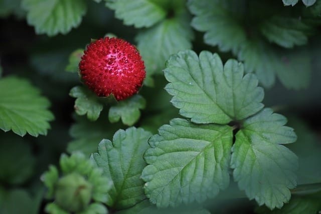 Fraise Des Bois Naturopathe.pro 640X427