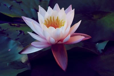 Ondes de forme, géométrie protectrice et vibrante fleur de lotus naturopathe Fleur de Lotus Audrey Laval Naturopathe.pro