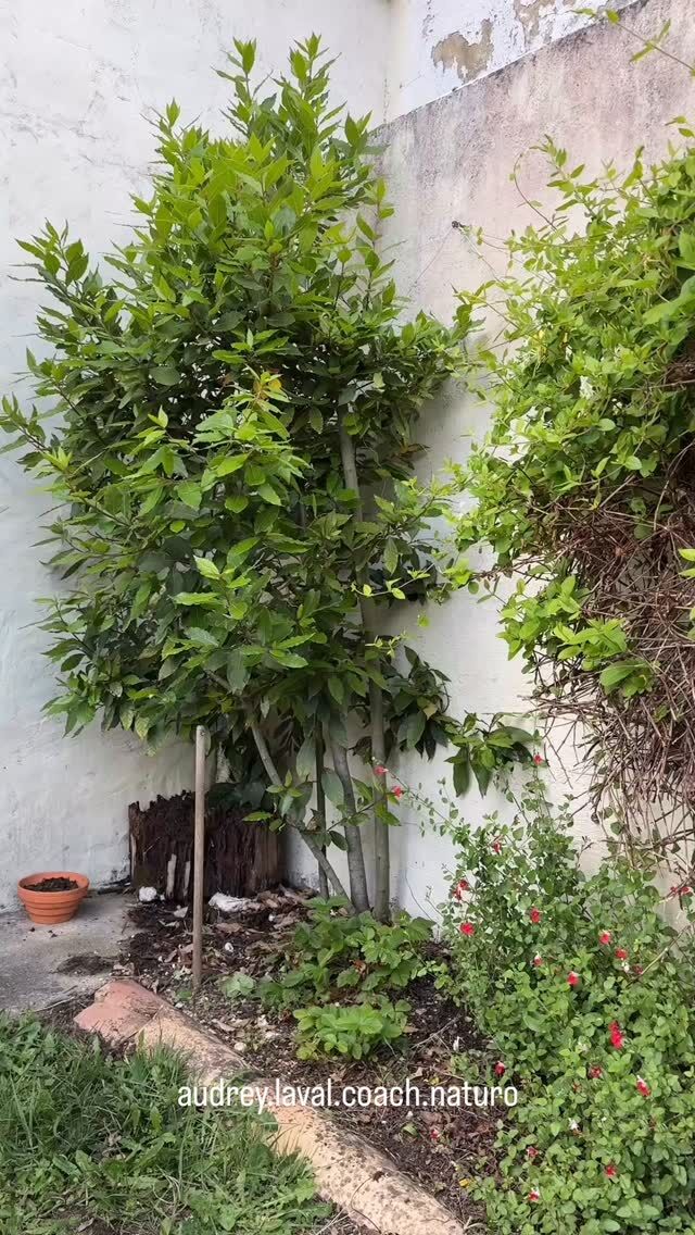 Parfois, on croit simplement nettoyer le jardin…
Alors qu’en réalité, on est aussi en train de remettre de l’espace, de l’air et du calme à l’intérieur de soi

Aujourd’hui, mon jardin avait besoin de respirer à nouveau
Et je crois que moi aussi

Je me sens reconnaissante de m’être accordé ce temps, loin du bruit, loin de mes pensées incessantes, j’étais juste présente dans l’instant, au vivant et surtout à moi-même ✨🌿

Je voulais te partager ce moment avec toi
Et toi, tu fais du jardinage ? Qu’est-ce qui, dans ton quotidien, t’aide à « respirer à nouveau » ?
Je serais heureuse de te lire en commentaire 

#respirerlanature #momentpresent #monjardin #developpementpersonnel #reconnaissante